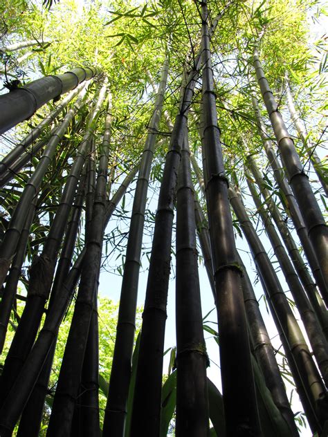 Giant Black Bamboo Bambusa Lako