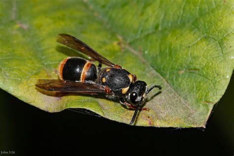 A Different Angle Potter Waspaustralian Hornet Abispa Ep Flickr