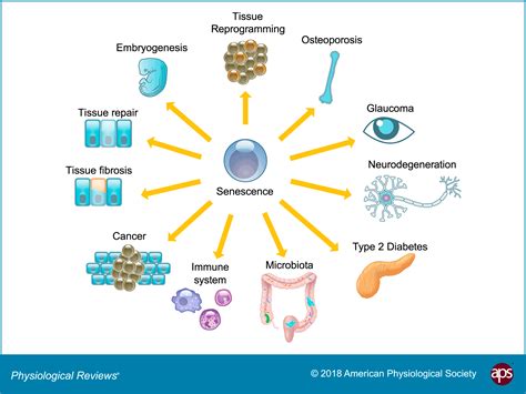 Cellular Senescence Aging Cancer And Injury Physiological Reviews