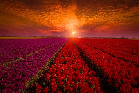 Tulip Field Sunset Hd Wallpaper Background Image