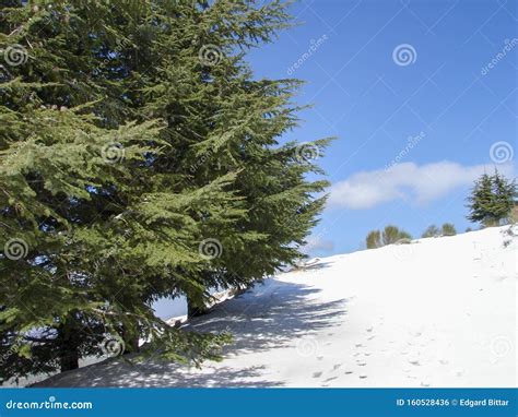 Arz Al Barouk Lebanon Cedars Snow Season Stock Photo Image Of Blue