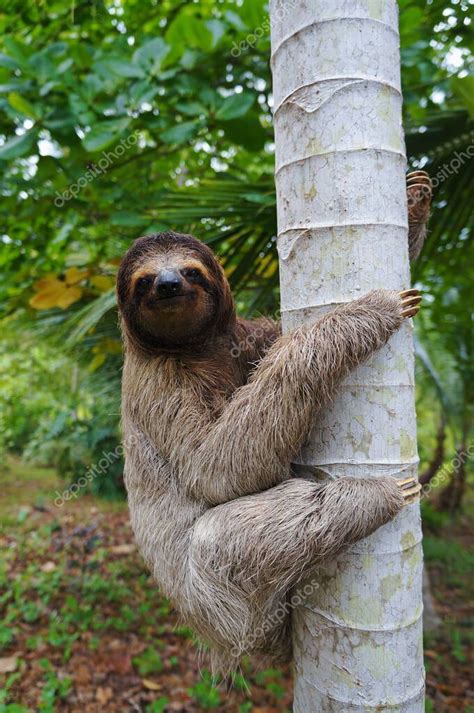 A Three Toed Sloth Climbing On A Tree Stock Photo Sponsored