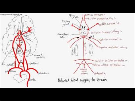 Coronary arteries supply oxygenated blood to the heart muscle, and cardiac veins drain away the blood once it has been deoxygenated. Arterial Blood flow to brain - YouTube