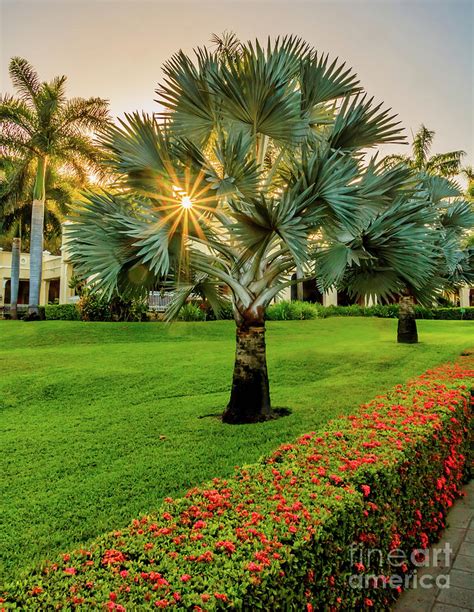 Like all palms, it grows slowl but ultimately can reach 50 feet in height. Mexican Blue Fan Palm Tree Photograph by Joseph Miko