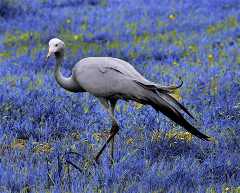 Elegance The Blue Crane By Johanna Hedderwick On 500px With Images