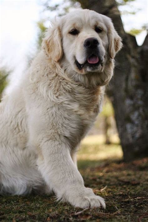 English cream golden retrievers are supposedly healthier than darker retrievers, and breeders say they live longer. 239 best English Cream Golden Retrievers images on ...