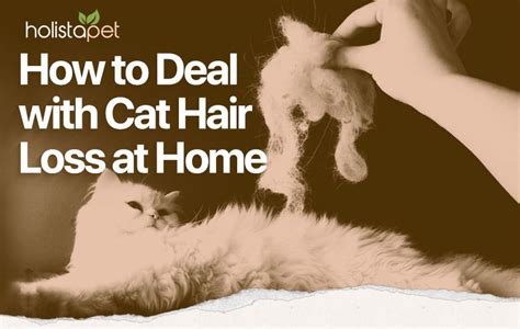Then don't be surprised to find that there are actually not that many. Home Treatment for Cat Hair Loss Top 4 Effective Methods