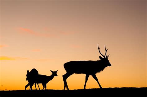 Premium Photo Silhouette Of Deer At Evening