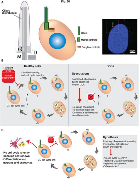 Figure S1 Cilium Checkpoint And Hypothesis A The Cartoon Depicts The