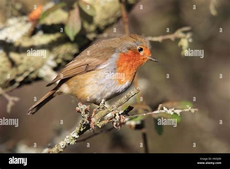 Robin On Branch Hi Res Stock Photography And Images Alamy