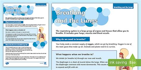 Breathing And The Lungs Fact File Teacher Made Twinkl