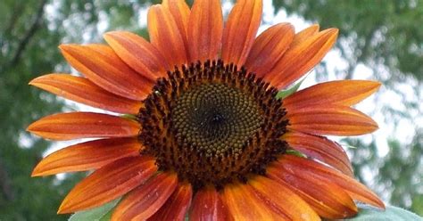 Julie Ann Brady Blog On Autumn Beauty Sunflower Pictures