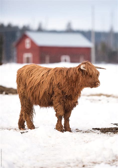 Highland Cattle In Winter Del Colaborador De Stocksy Andreas Gradin