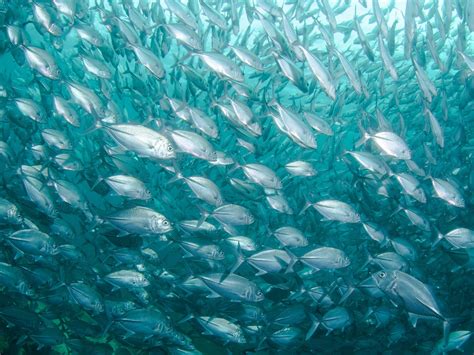 Peces Del Mediterráneo Las 10 Especies De Pez Más Bellas Choví