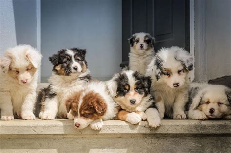 Adopter un chien que doit on savoir avant de se lancer et où peut on