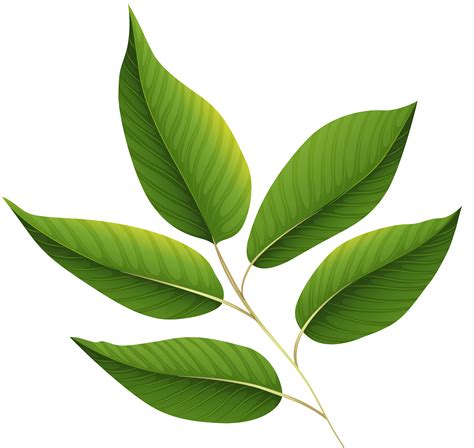 Greenleaves Clipart 20 Free Cliparts Download Images On Clipground 2024