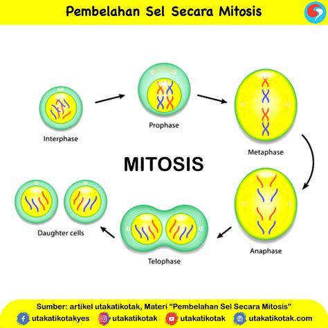 Perbedaan Pembelahan Sel Secara Mitosis Dan Meiosis D Vrogue Co