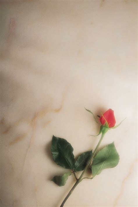 Woodsmen’s Program – NYS Woodsmen's Field Days