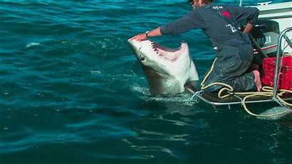 Shark Attack Human Attacks Every Animal Around