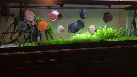 Planted Discus Tank Youtube