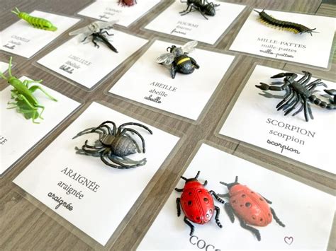 Cartes De Nomenclature Insectes Au Coeur Dune Maman Carte