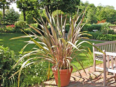 Ornamental Grasses That Look Great In Containers Potted Plants