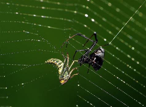 atrapados en la web cómo las arañas comen a sus presas el arca en el espacio image and innovation