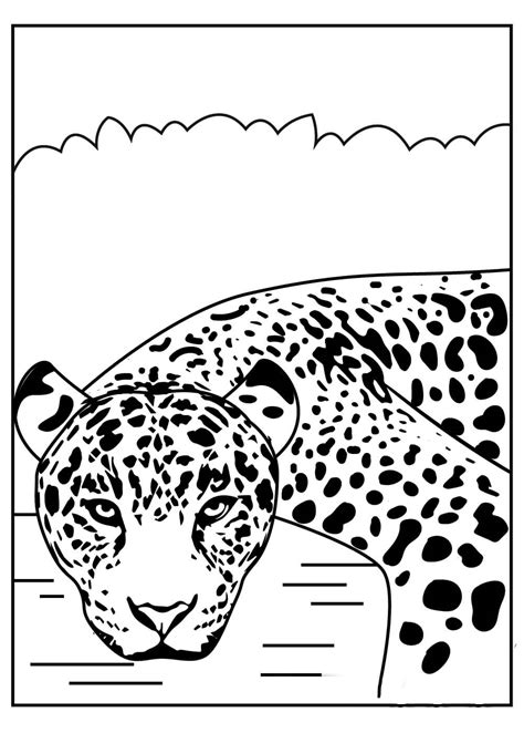 Cara De Jaguar Básica Para Colorear Imprimir E Dibujar Coloringonlycom