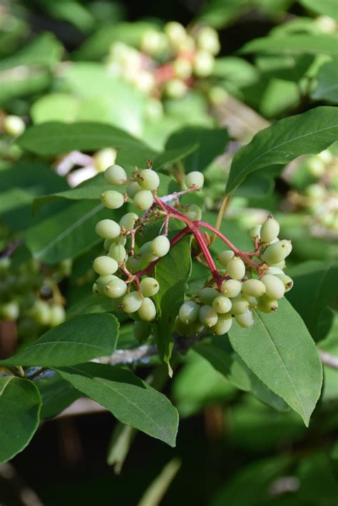 Using Georgia Native Plants Fruit Of The Season