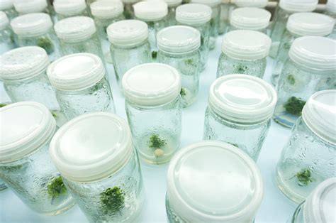 Experiment Plant Tissue Culture In Laboratory Stock Photo Download