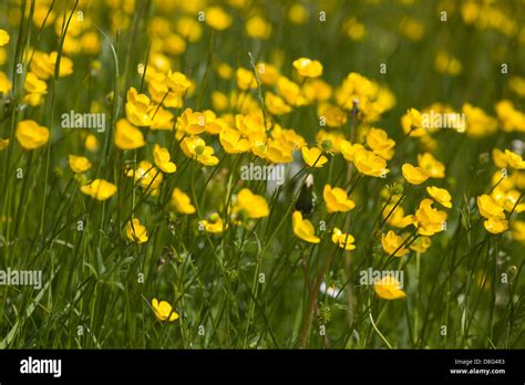 Meadow Full Of Buttercups Ranunculus Repens Creeping Buttercup Stock