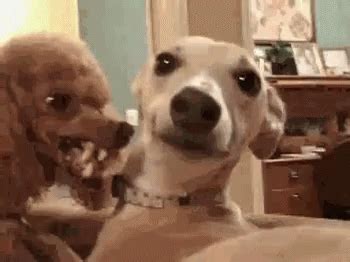 Fat dog gif sd gif hd gif mp4. Angry And Ugly GIF - AngryAndUgly UglyDog Dog - Discover ...