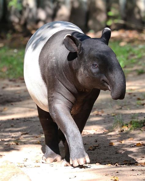 muka tapir
