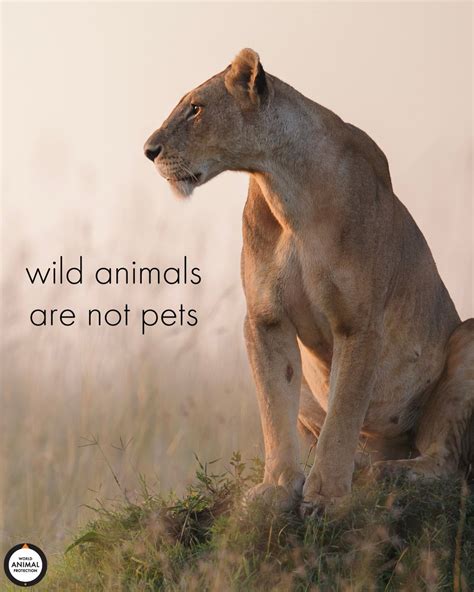 Wild Animal Quotes