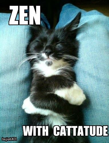 Lolcats Zen Lol At Funny Cat Memes Funny Cat Pictures With Words