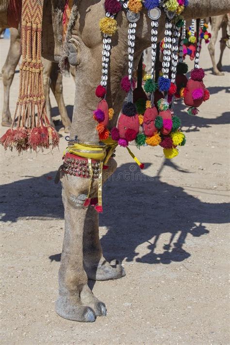 Camello Decorado En El Festival Del Desierto En Jaisalmer Rajasthan