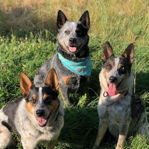 Interested In Volunteering Let Us Know Pacific Northwest Cattle Dog