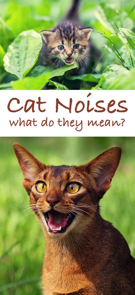 Kitty Sounds A Complete Guide To Cat Sounds And What They Mean 2023