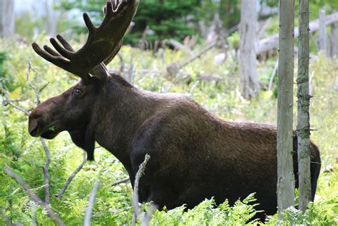 Fileorignal Moose 1 Profil Profile Wikimedia Commons