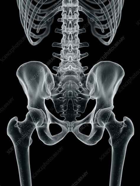 Human Hip Bone Artwork Stock Image F0094200 Science Photo Library