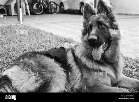 German Shepherd Black And White Stock Photos And Images Alamy