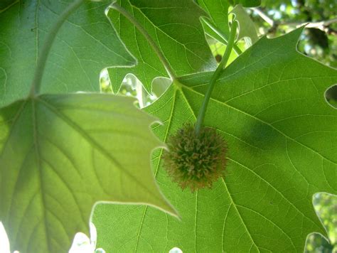 Spiky Seed Ball Of A London Plane Tree In Russia Dock Wood Flickr