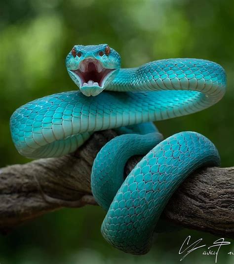 Wildlife On Land On Instagram 🐍angry Snake Ready To Bite🐍 White