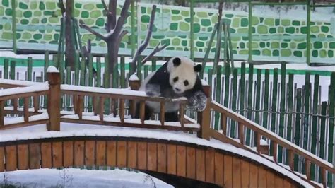 Pandas Play In Snow Youtube