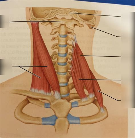 Neck Muscles Diagram Quizlet