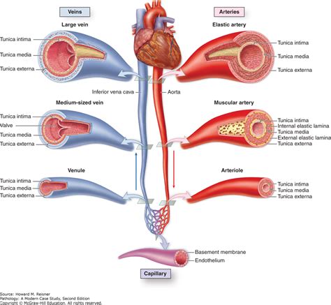 Exercise 32 Anatomy Of Blood Vessels