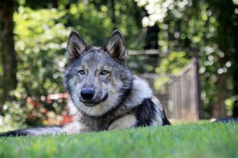 Wolf Dog Hybrids Are They Legal Exoticpetshq