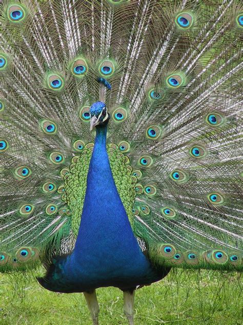 Naman On Twitter Hindu Brahmin High Court Judge Says Peacocks Dont Have Sex Justice Mahesh