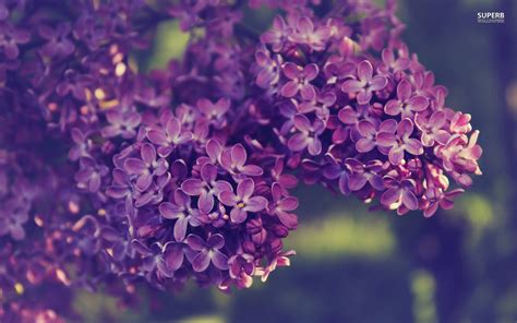 Free Download Hd Lilac Wallpapers Download 1920x1200 For Your Desktop