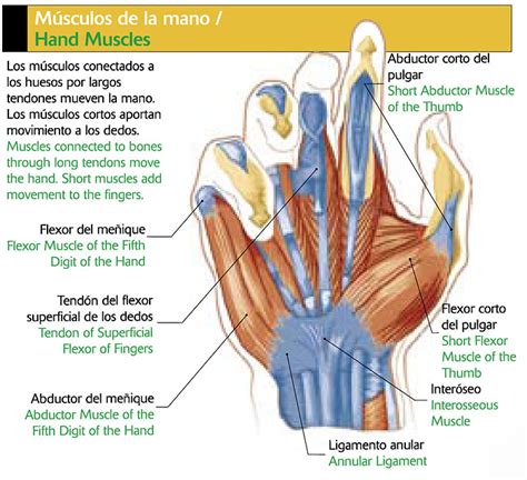 Músculos De La Mano Icarito